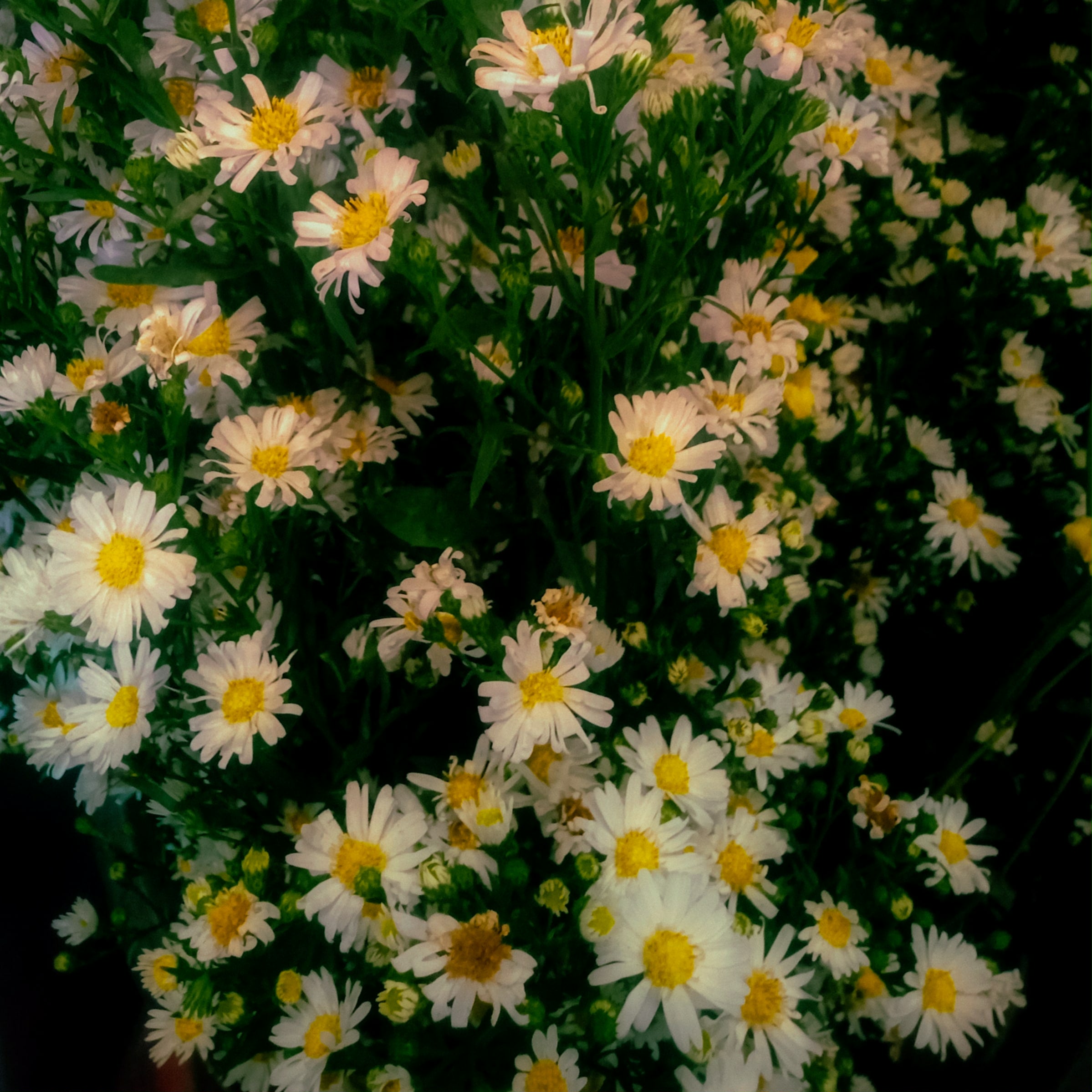 Nature photo 1
